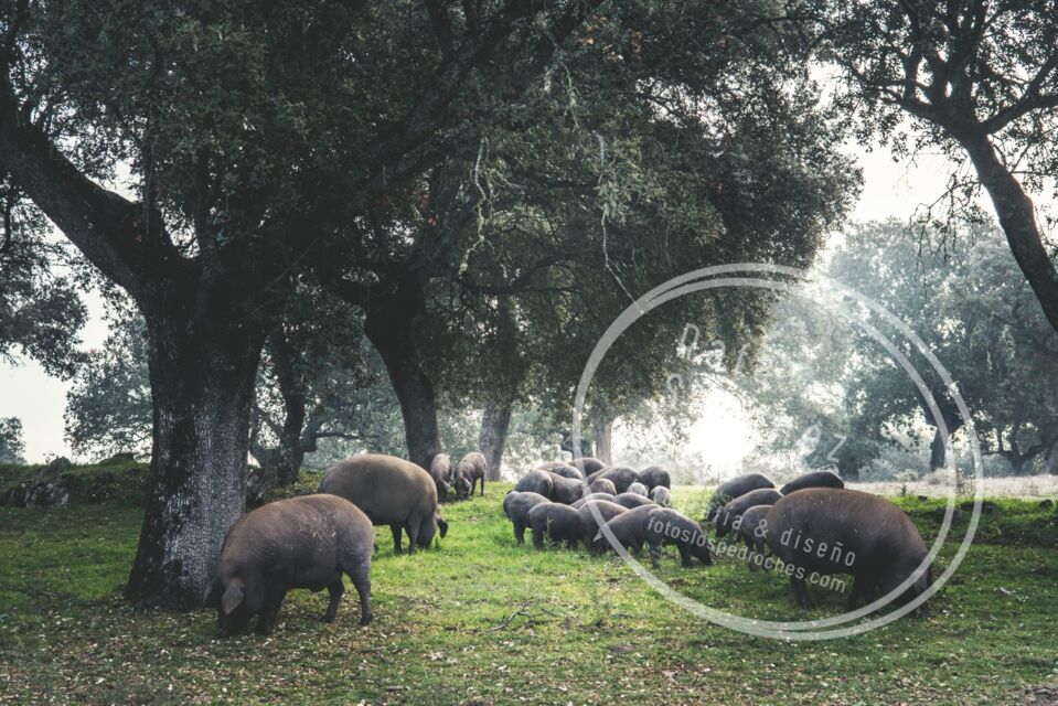 GANADO EN LA DEHESA (resolución hasta 36 MP) FotosLosPedroches